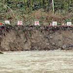 Courtesy of City of Renton. The Cedar River Trail experienced a significant undermining, and much of the bank was gone after flooding over the weekend, some of it just feet away from the paved trail.