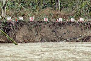 Courtesy of City of Renton. The Cedar River Trail experienced a significant undermining, and much of the bank was gone after flooding over the weekend, some of it just feet away from the paved trail.