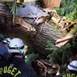 Puget Sound Fire District rescuers work to remove a tree that pinned a man in an apartment complex in unincorporated Maple Valley on Sunday, Feb. 23, 2020.                                 Photo courtesy of Puget Sound Fire.