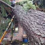 Puget Sound Fire District rescuers work to remove a tree that pinned a man in an apartment complex in unincorporated Maple Valley on Sunday, Feb. 23, 2020.                                 Photo courtesy of Puget Sound Fire.