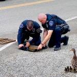 A mother duck observes Des Moines Police Officers Ochart and Hake rescue her ducklings Wednesday, May 20 that fell into a storm drain. COURTESY PHOTO, Des Moines Police