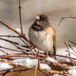 Photo courtesy of RAS President Jay Galvin
A Dark-eyed Junco.