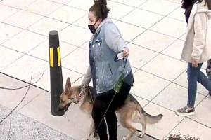 Suspected owner of the dog who attacked (Photo Credit: Renton Police Department)