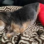 Bentley, dog who was victimized by the attack (Photo Credit: Renton Police Department)