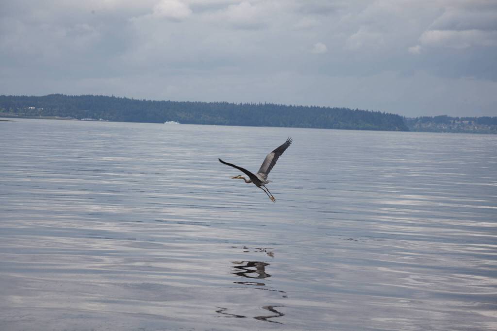 At Dash Point on June 16, 2022. Henry Stewart-Wood/Sound Publishing