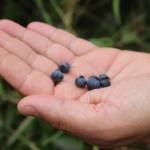 Large blueberry bushes grow freely on Soggy Bottom Farm. Photo by Bailey Jo Josie/Sound Publishing.