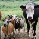 Cows, goats and sheep watch as Jay walks into the old red barn. Photo by Bailey Jo Josie/Sound Publishing.