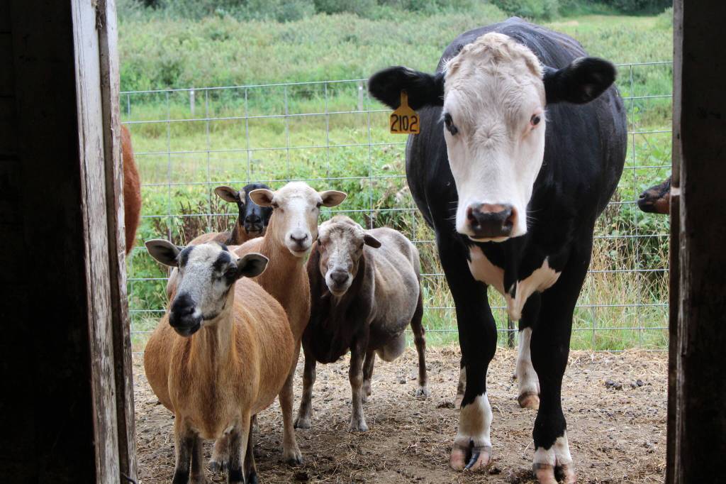 Cows, goats and sheep watch as Jay walks into the old red barn. Photo by Bailey Jo Josie/Sound Publishing.