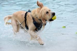 Photo by Haley Ausbun. The Henry Moses Aquatic Center wrapped up the season with a splash— from local pups! The Pooch Plunge gave dogs free reign of the lazy river and wave pool, Saturday, Sept. 7 2019.