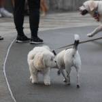 Photos by Bailey Jo Josie/Sound Publishing.