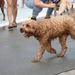 Photo by Bailey Jo Josie/Sound Publishing.