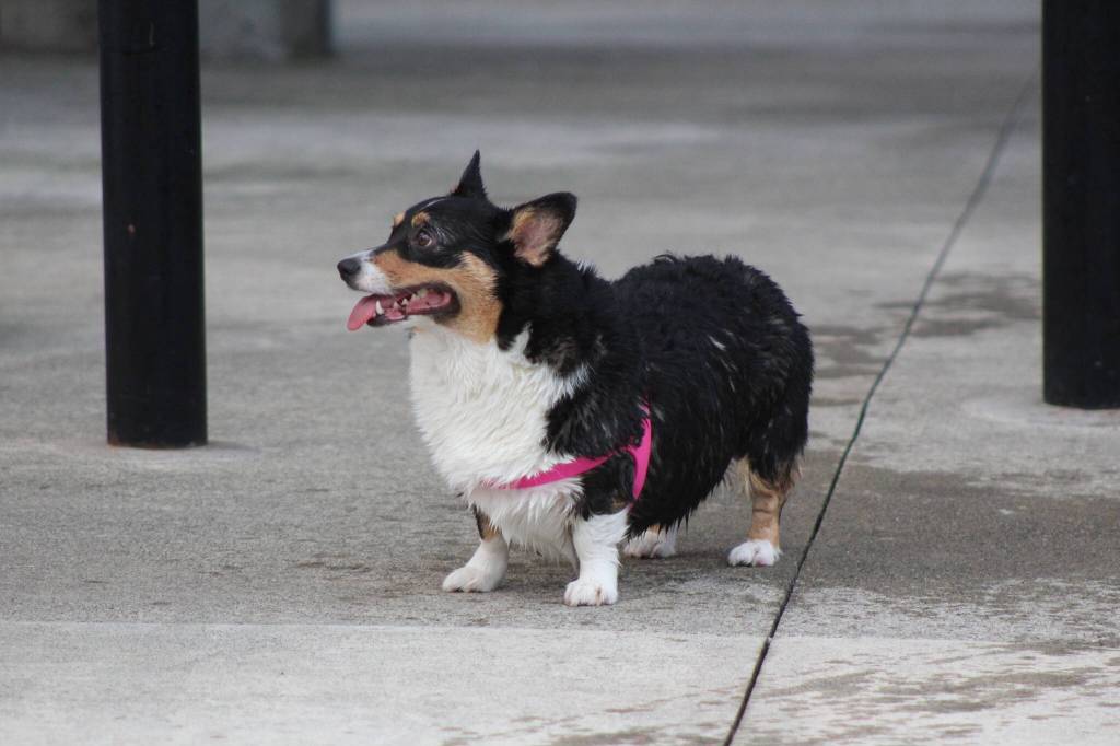 Photo by Bailey Jo Josie/Sound Publishing.