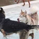 Photo by Bailey Jo Josie/Sound Publishing.