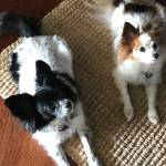 The Animal Health Care Center in Renton offers quality, affordable care for all the furry members of the family.