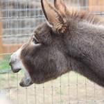 The sanctuarys volunteers help keep the animals happy and healthy.