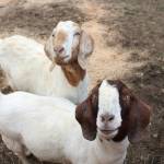 Goat yoga is a popular event at the sanctuary, where guests are encouraged to donate at least $25 for the experience as all money goes towards the animals.