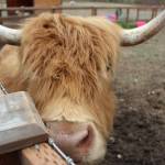 Dont let her horns scare you off, Frilly the cow loves a good head scratch.