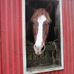 Photo by Bailey Jo Josie/Sound Publishing.
Heidi is one of the three horses used for equine therapy at the Hitching Rail.
