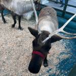 (Cameron Sheppard/Sound Publishing, Inc.)