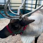 (Cameron Sheppard/Sound Publishing, Inc.)