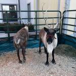 (Cameron Sheppard/Sound Publishing, Inc.)