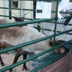 An eager child reaches to pet Dasher and Dancer. (Cameron Sheppard/Sound Publishing)