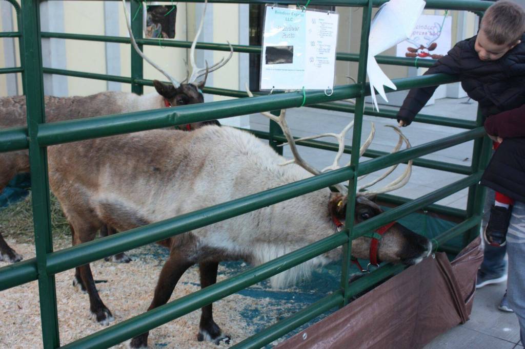 An eager child reaches to pet Dasher and Dancer. (Cameron Sheppard/Sound Publishing)