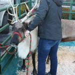 The reindeer get their jingle bells on. (Cameron Sheppard/Sound Publishing)