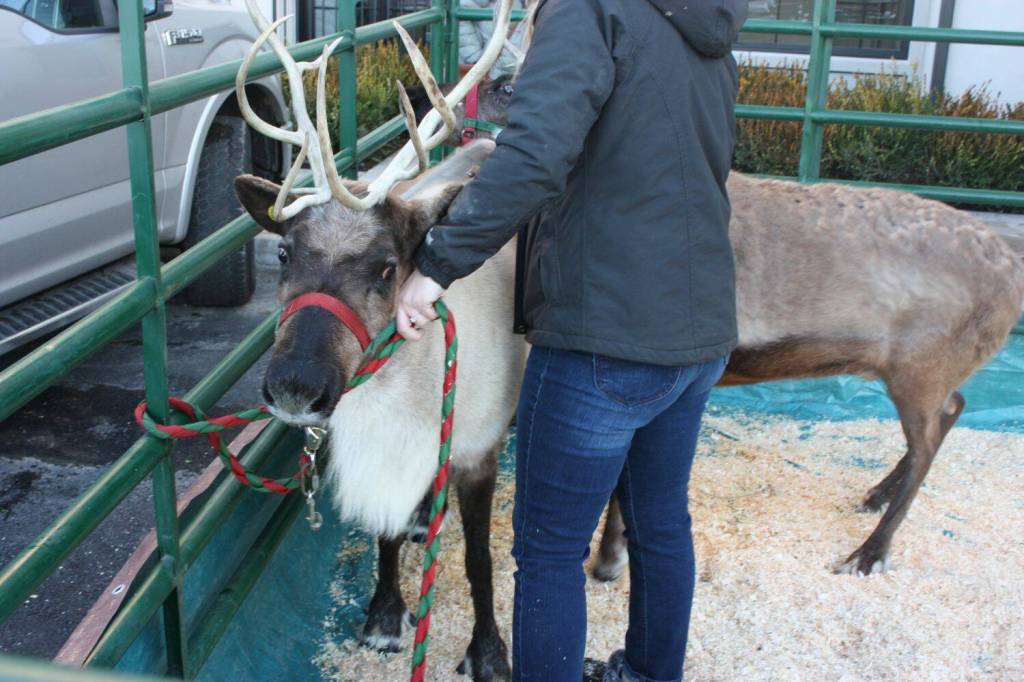 The reindeer get their jingle bells on. (Cameron Sheppard/Sound Publishing)