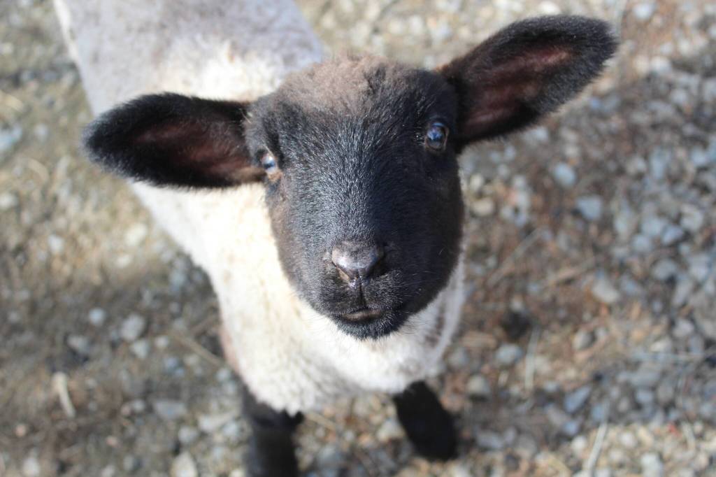 Bailey Jo Josie / Renton Reporter