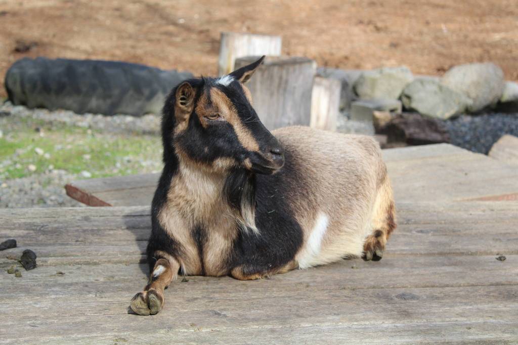 Bailey Jo Josie / Renton Reporter