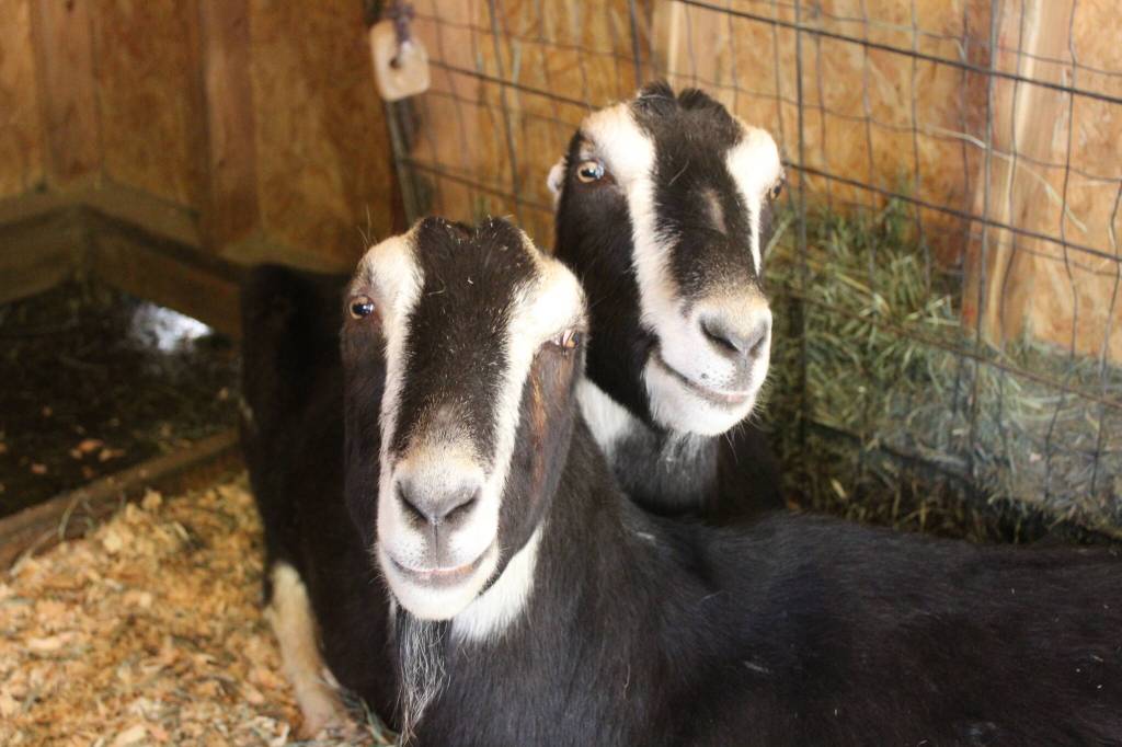 Bailey Jo Josie / Renton Reporter