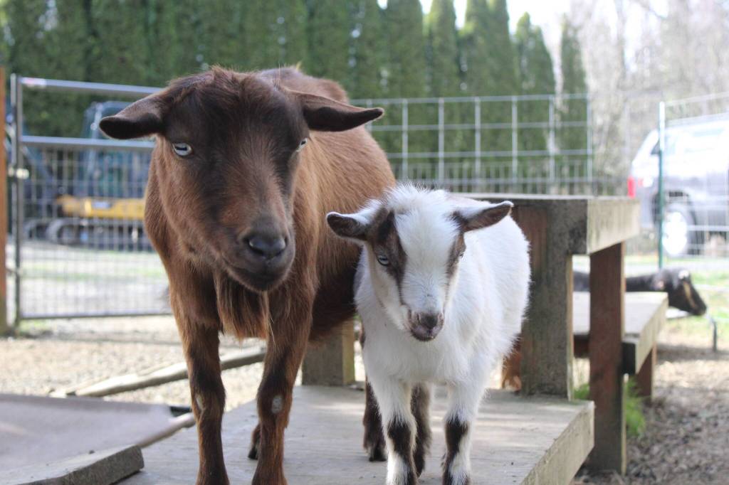 Bailey Jo Josie / Renton Reporter