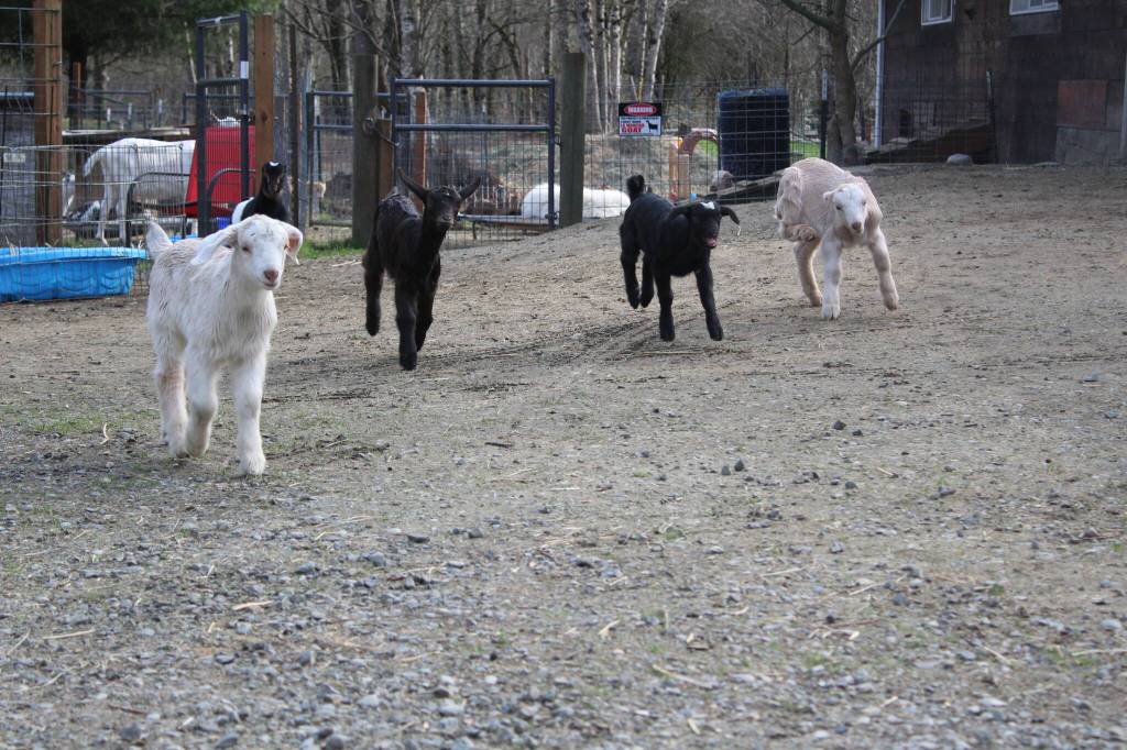 Bailey Jo Josie / Renton Reporter