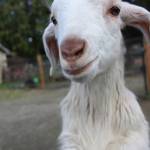 Bailey Jo Josie / Renton Reporter