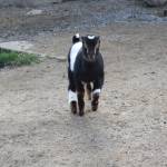 Bailey Jo Josie / Renton Reporter