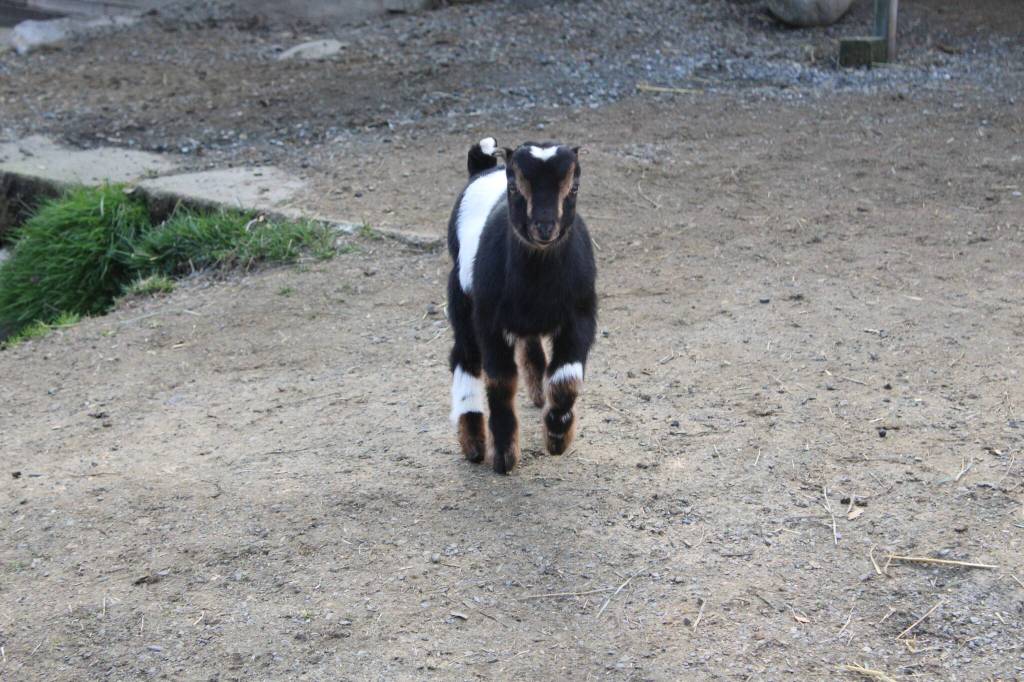 Bailey Jo Josie / Renton Reporter