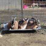 Bailey Jo Josie / Renton Reporter