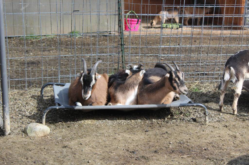 Bailey Jo Josie / Renton Reporter