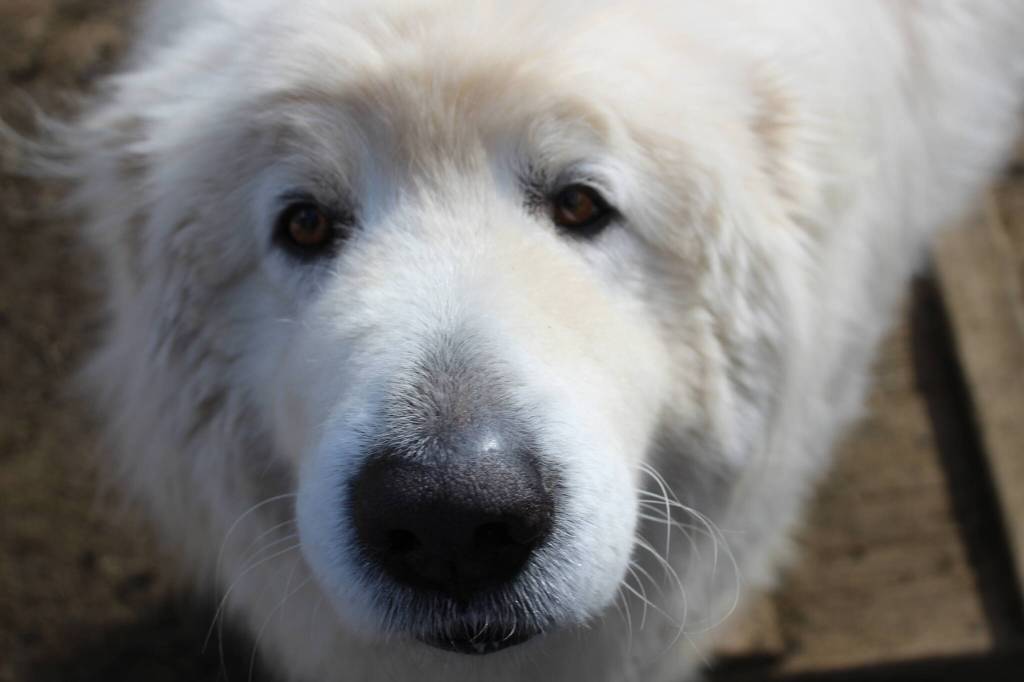 Bailey Jo Josie / Renton Reporter