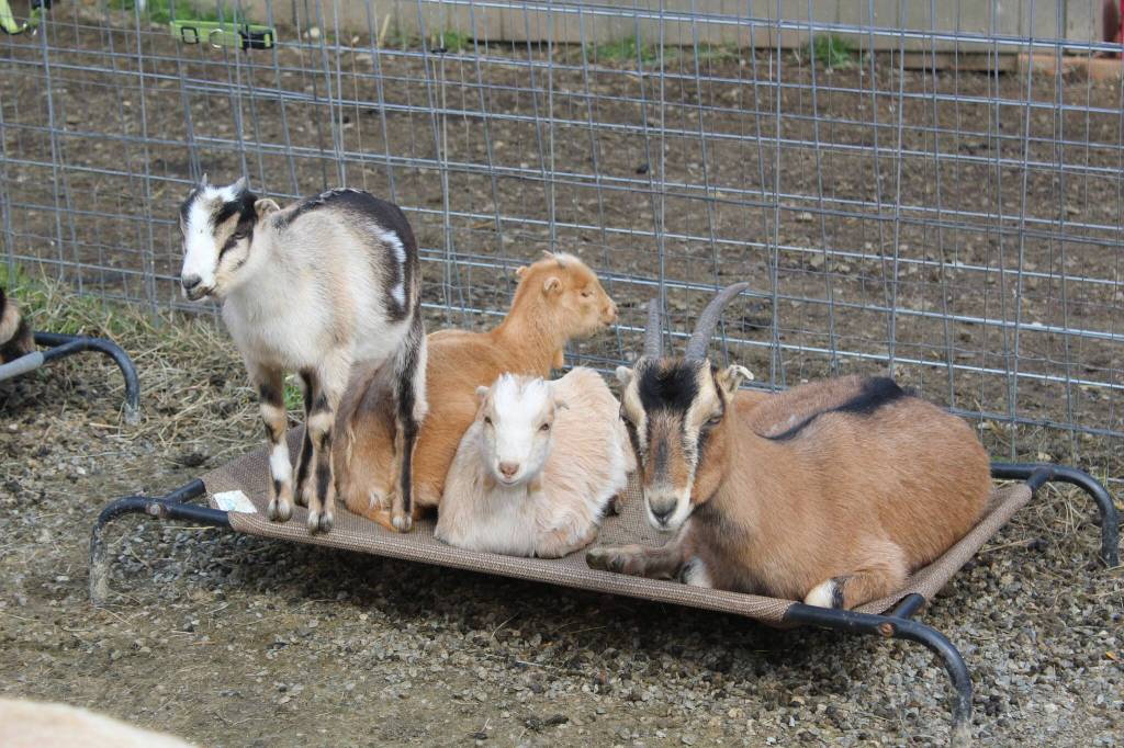 Bailey Jo Josie / Renton Reporter