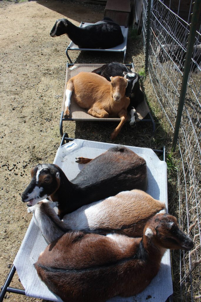 Bailey Jo Josie / Renton Reporter