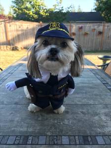 (Photo courtesy of Cyndie Morris)
Riley, who belongs to Cyndie Morris of the Renton Police Department, is the poster pooch for the Dog Walker Watch.