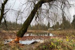 Screenshot from King County website
Cemetery Pond wetland in December 2022.