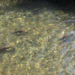 Sockeye Salmon with their morphed bodies, changed during the spawning season. (Cameron Sheppard/Sound Publishing)