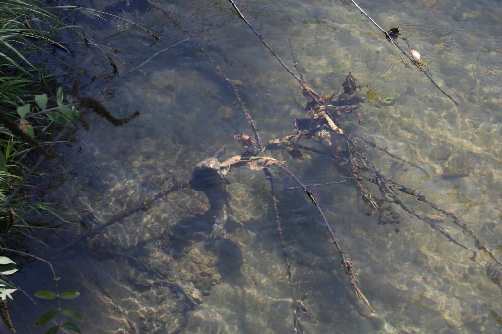 A deceased salmon, who presumably died after laying eggs, as is part of their life cycle. (Cameron Sheppard/Sound Publishing)