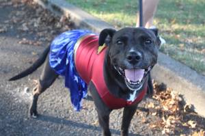 Photo by Bailey Jo Josie/Sound Publishing
Woof-Woof Wonder Woman wows at Rentons Superhero 5k run. This years 5K fun run and walk will begin at 9:15 a.m. Dec. 3 at the Renton Community Center.