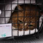 Bailey Jo Josie/Renton Reporter
An orange cat wakes up after surgery.