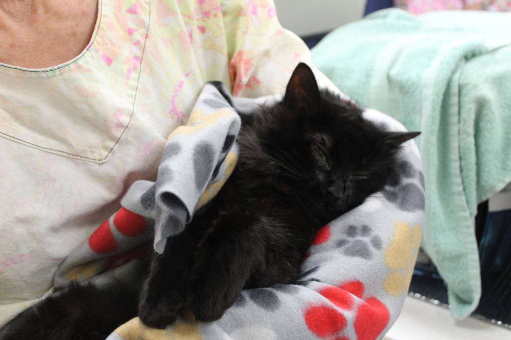 A black cat slowly wakes from surgery. Bailey Jo Josie/Renton Reporter