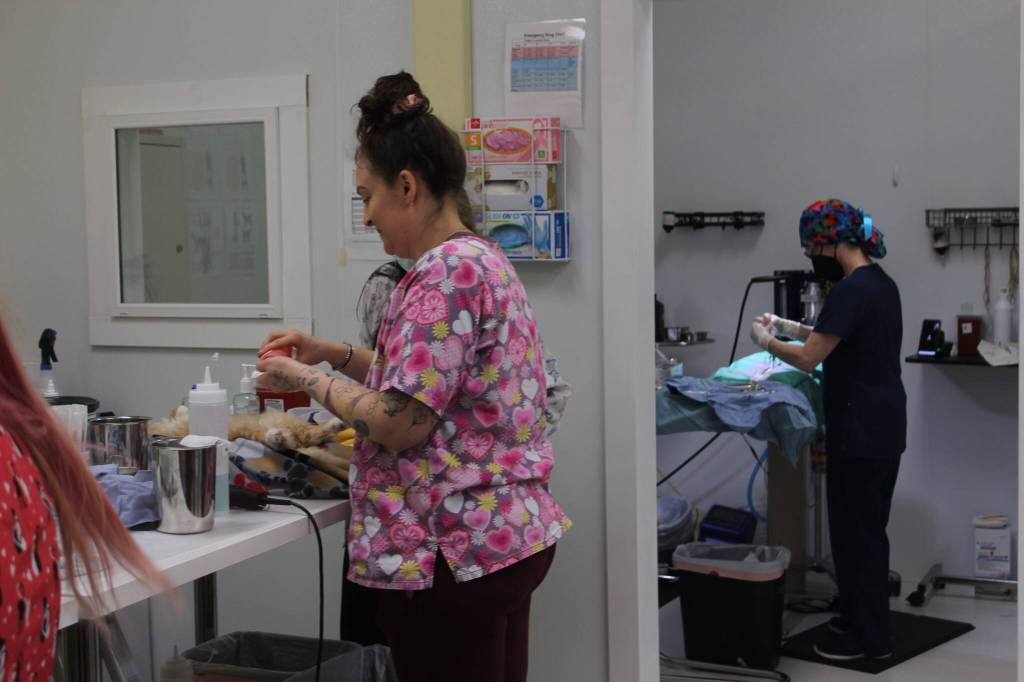 Bailey Jo Josie/Renton Reporter
Cats are shaved before being spayed or neutered.